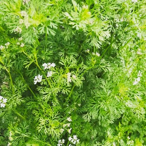 Cilantro flowers in bloom. Then the seeds form and are known as coriander