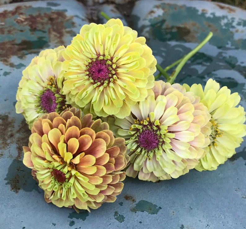 2 Zinnia Seed Varieties Queen Red Lime Zinnia Queen Lime ...