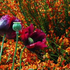 Mixed Poppy Seeds, Breadbox Poppies in Mixed Colors, Washed Papaver somniferum Seed image 9