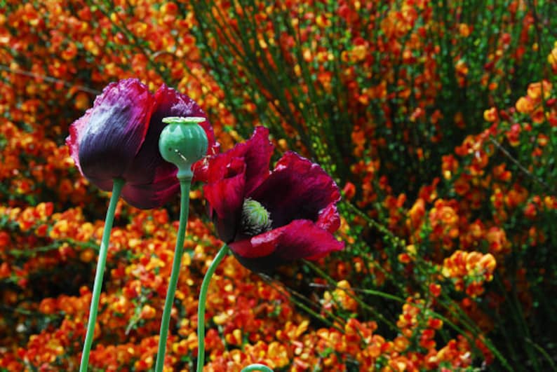 Mixed Poppy Seeds, Breadbox Poppies in Mixed Colors, Washed Papaver somniferum Seed image 9