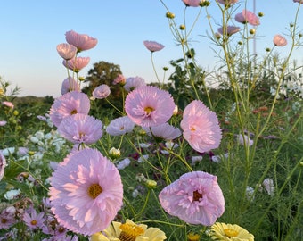 Blush Cupcake Cosmos Seed, Pink Cosmos Seeds- Great for Cut Flower Gardens and Pollinator Gardens, Delicate Pink Blush Cosmos