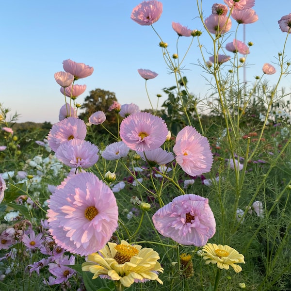 Blush Cupcake Cosmos Seed, Pink Cosmos Seeds- Great for Cut Flower Gardens and Pollinator Gardens, Delicate Pink Blush Cosmos