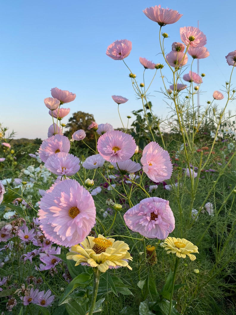Blush Cupcake Cosmos 25 Seeds Pink Cosmos Great for | Etsy