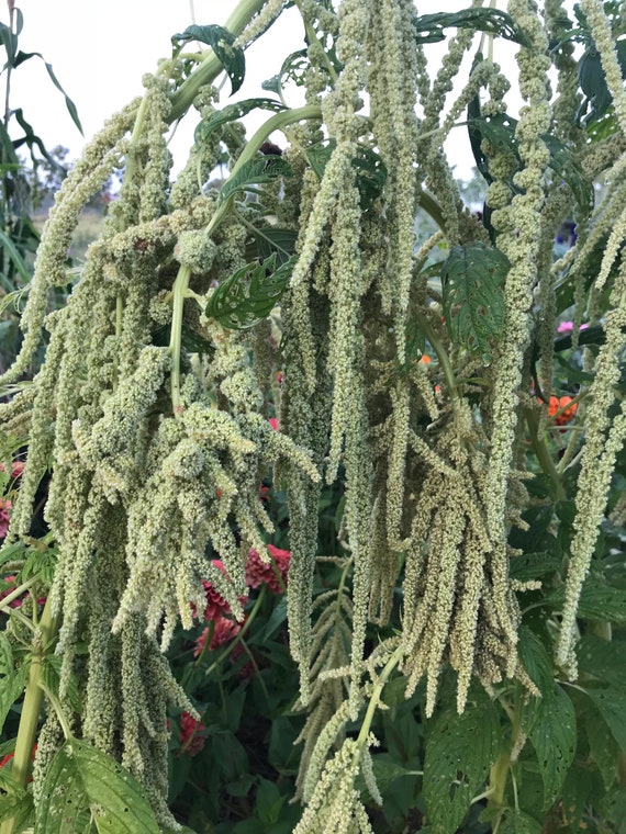 Emerald Tassels Amaranth, 100 Seeds for Green Amaranth - Etsy
