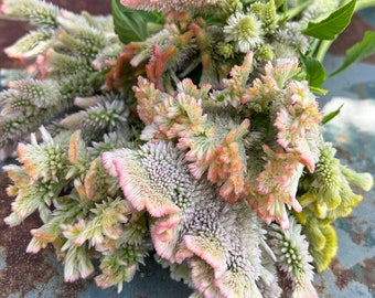 Champagne Mix Celosia Seed, 100 Seeds Pastel Celosia