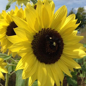 Sunrich Lemon Sunflower, 20 Seeds Yellow Sunflowers, Great for Cut Flowers image 2