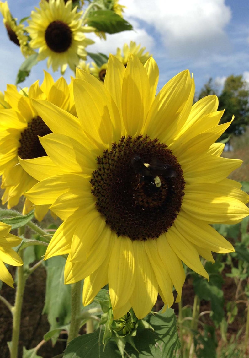 Sunrich Lemon Sunflower, 20 Seeds Yellow Sunflowers, Great for Cut Flowers image 2