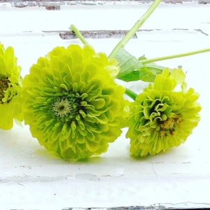 Benary's Giant Lime Zinnia, Green Zinnia Seeds, Heirloom Zinnias- Great for Cut Flower Gardens and Butterfly Gardening