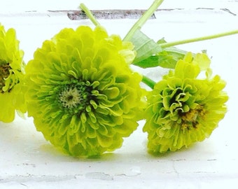 Benary's Giant Lime Zinnia, 25 Seeds for Lime Green Zinnia