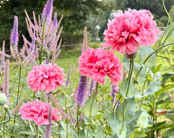 Pink Peony Poppy Seeds, 300+ Double Pink Poppies, Cottage Garden Favorite, Organically Grown Poppy Seeds