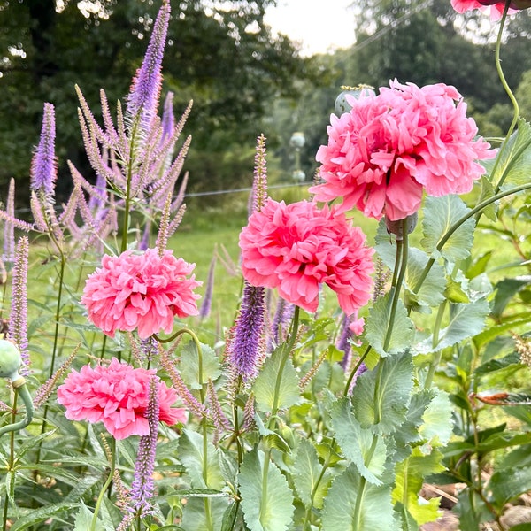 Pink Peony Poppy Seeds, 300+ Double Pink Poppies, Cottage Garden Favorite, Organically Grown Poppy Seeds