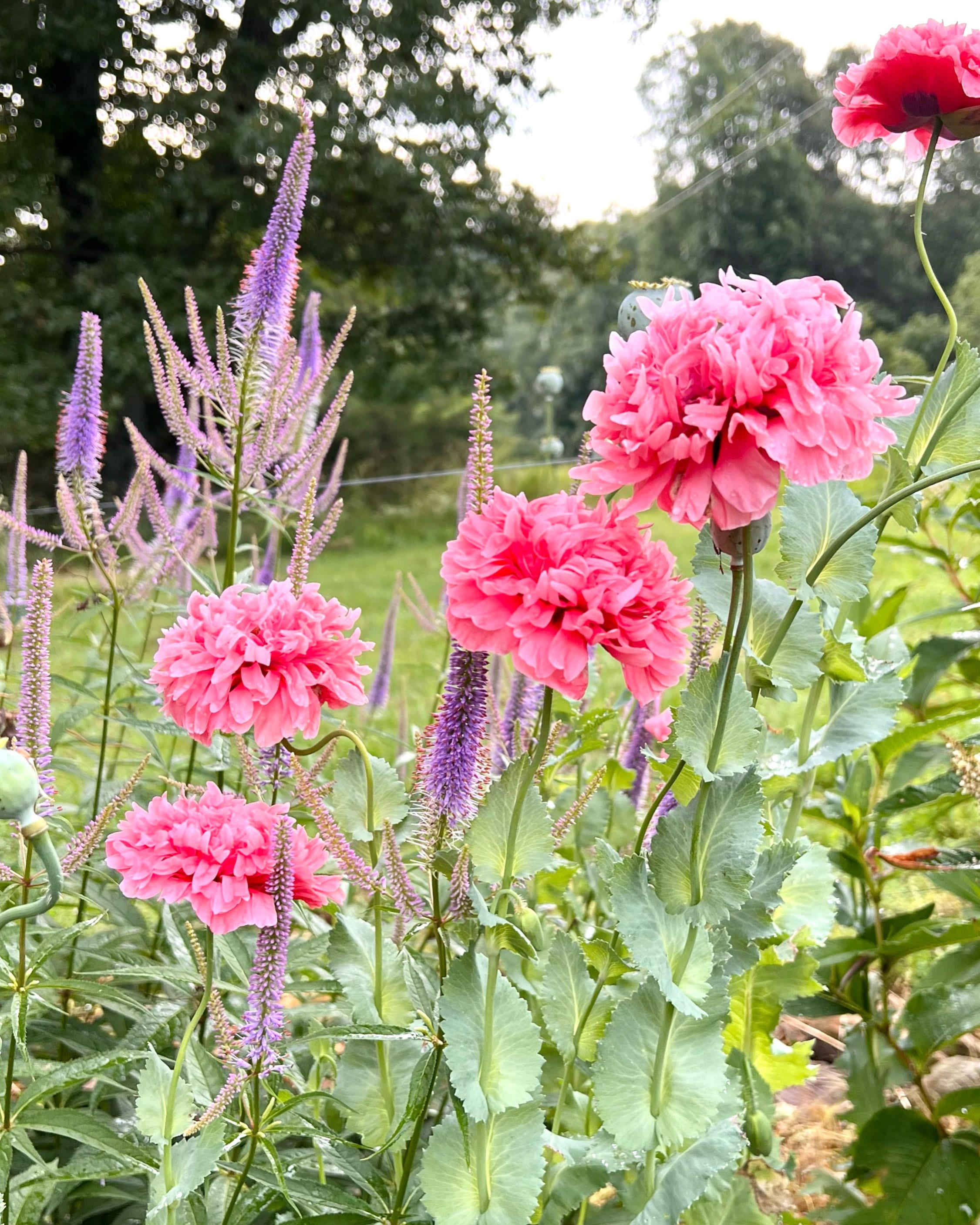 Pink Peony Poppy Seeds: Double Bloom, Cottage Garden Favorite