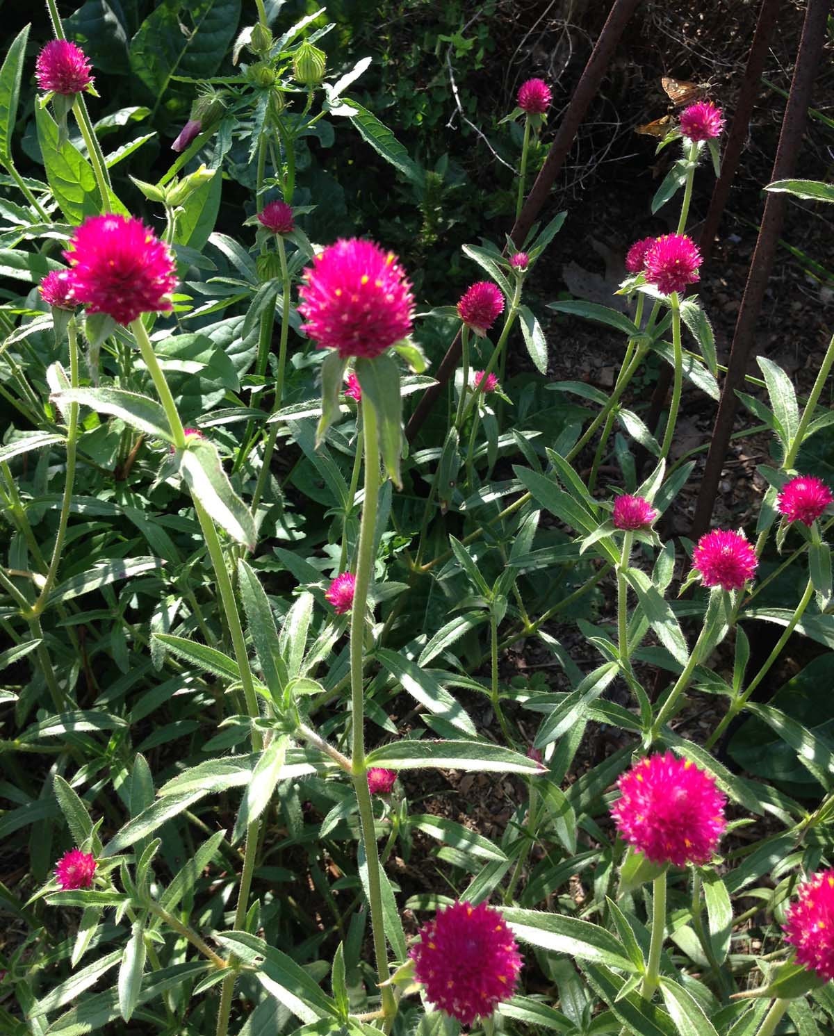 gomphrena seeds canada