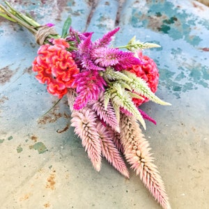 Celosia Seeds, 3 Varieties Celosia Seed, Celosia Seeds Great for Dried Flowers, Wheat Celosia, Mixed Colors Celosia