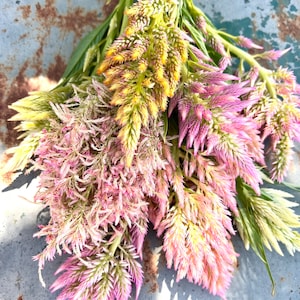 Vintage Plume Celosia Summer Sherbet
