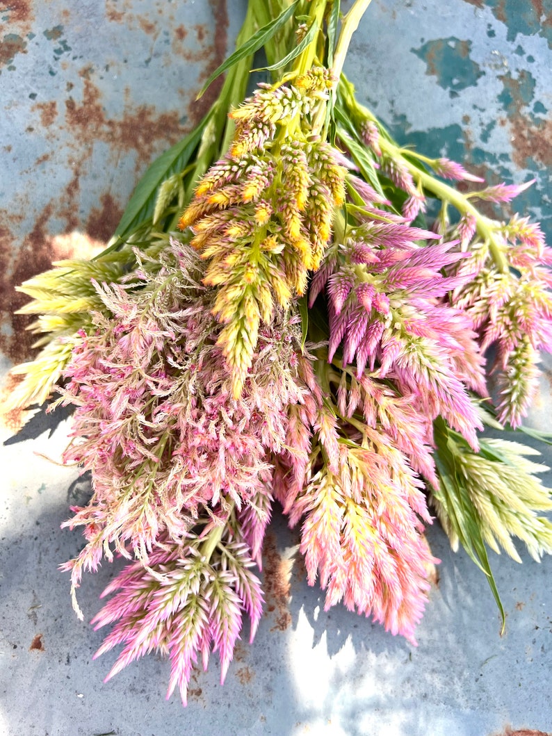 Vintage Plume Celosia Summer Sherbet