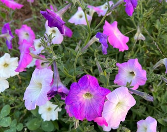 Mezcla de semillas de petunias, petunias fragantes de estilo antiguo, 200 semillas en tonos morados y blancos, ideales para cestas colgantes.