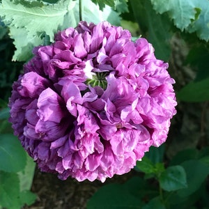 Peony Poppy Seeds: Mixed Colors, Double Blooms (200+ Seeds)