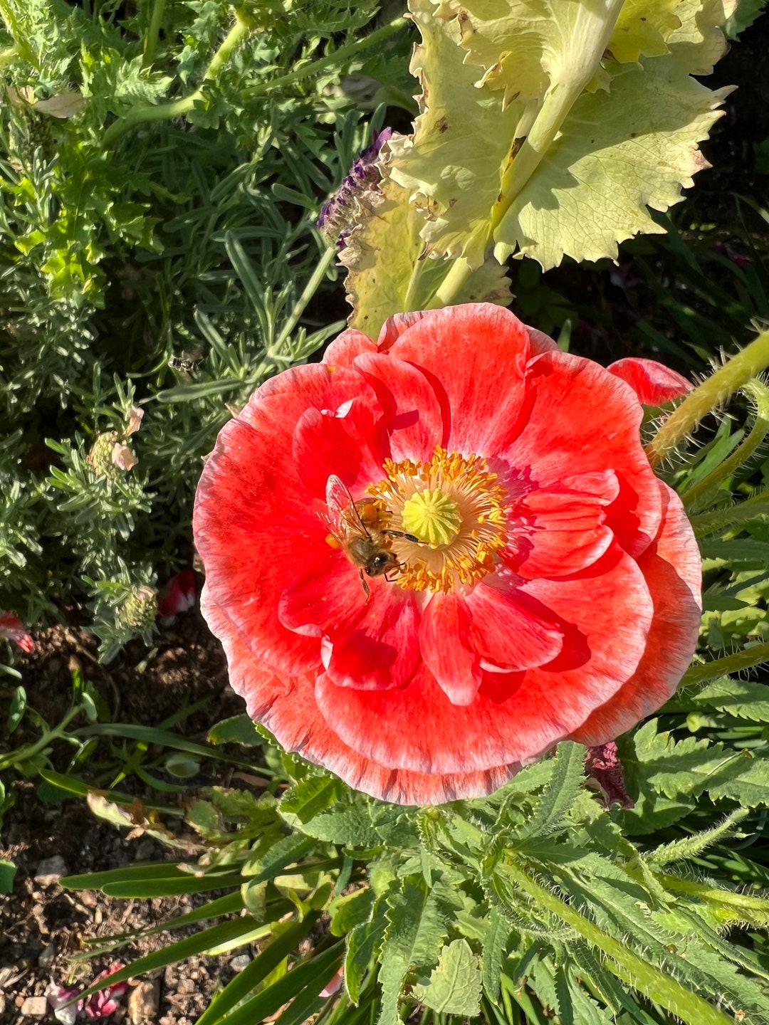 Shirley Poppy Supreme, 100 Seeds Papver Roheas, Extra Large Flowered