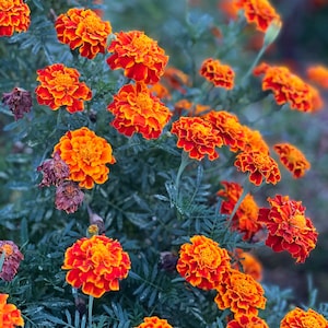 Queen Sophia Marigold Seed, Red Marigolds for Summer Gardens