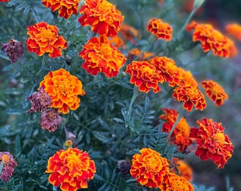 May include: A close-up of a cluster of orange and yellow marigold flowers in bloom. The flowers are arranged in a dense cluster, with their petals overlapping and creating a vibrant display of color. The flowers are surrounded by green foliage, which provides a contrasting backdrop.