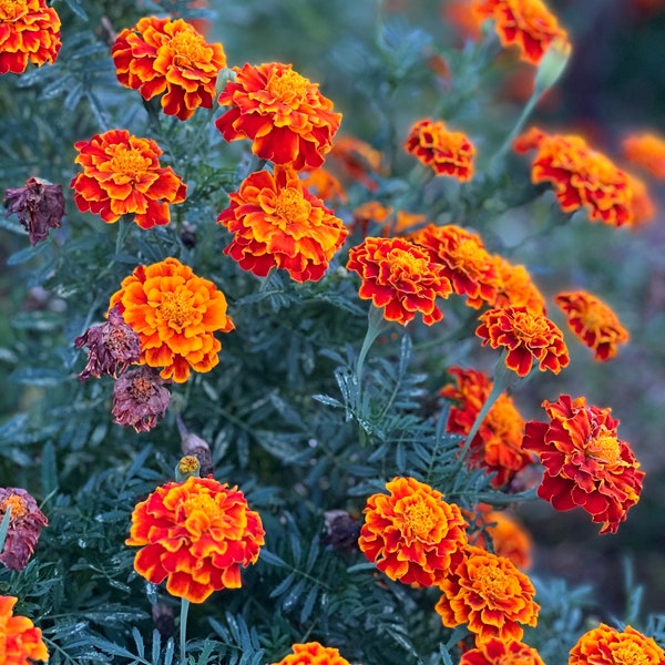 Marigold Seeds, Queen Sophia Marigold Seeds, Easy to Grow Summer Garden Favorite, Great for Container Gardens and Vegetable Gardens