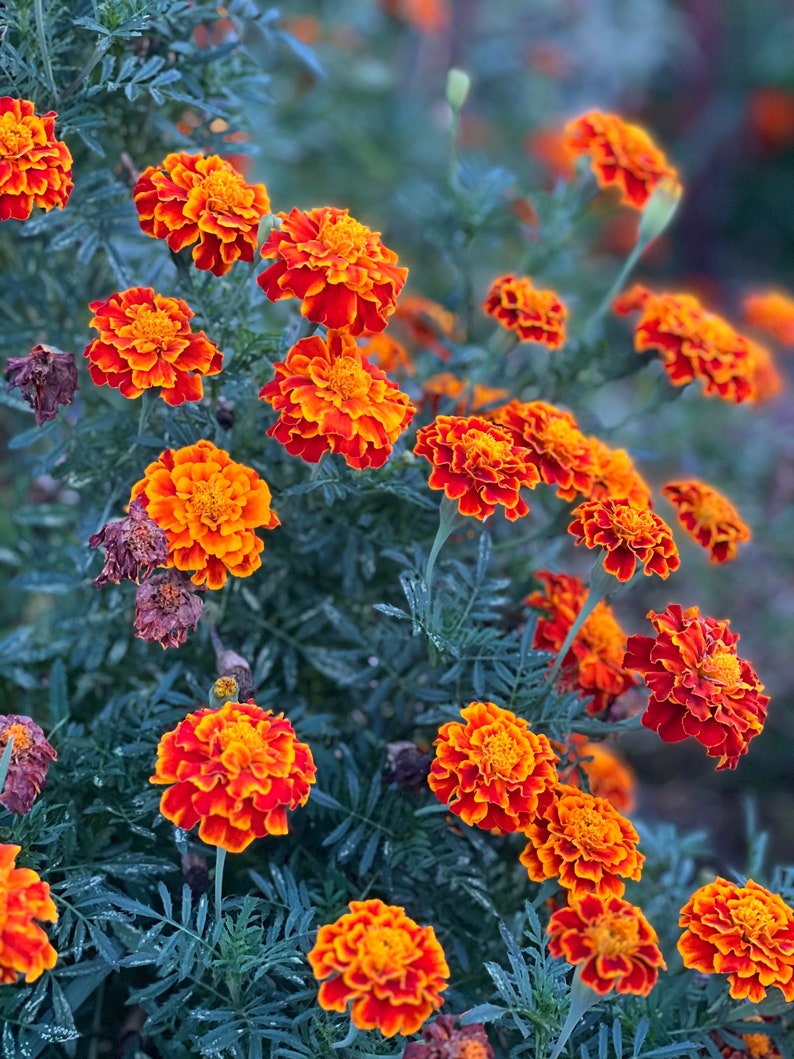 Large Queen Sophia marigolds in the summer garden