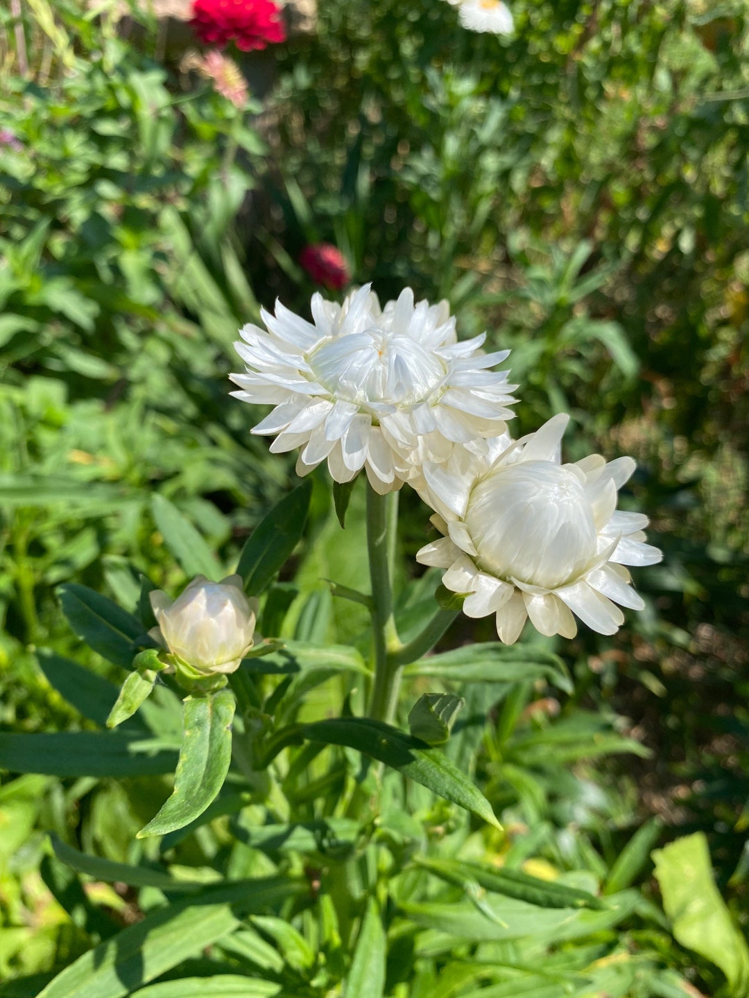 Vintage White Strawflower Seeds White Flowering Strawflower Etsy