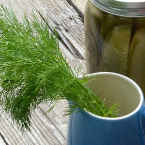 May include: A glass jar filled with dill pickles, a sprig of fresh dill, and a blue ceramic pitcher.