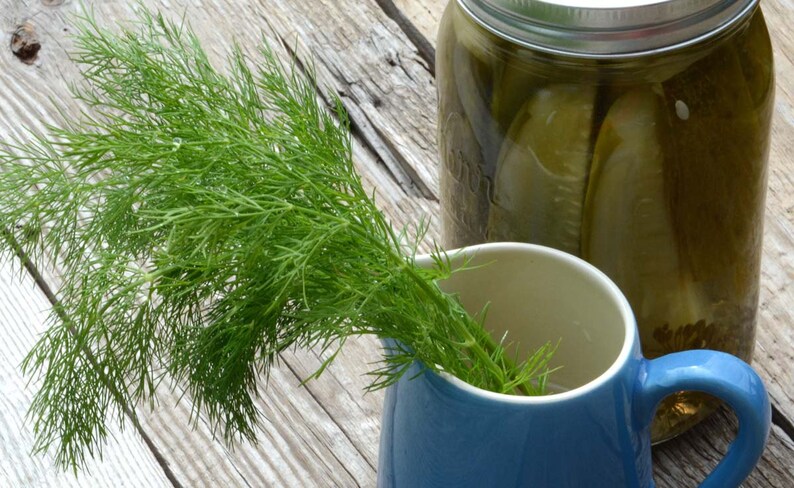 May include: A glass jar filled with dill pickles, a sprig of fresh dill, and a blue ceramic pitcher.