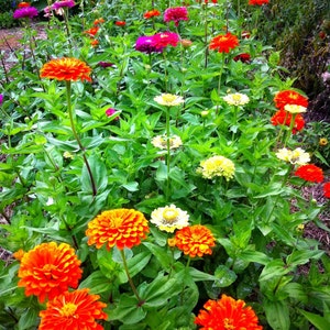 Benary's Giant Mix Zinnia Seeds, 25 Seeds for Mixed Color Zinnias image 2