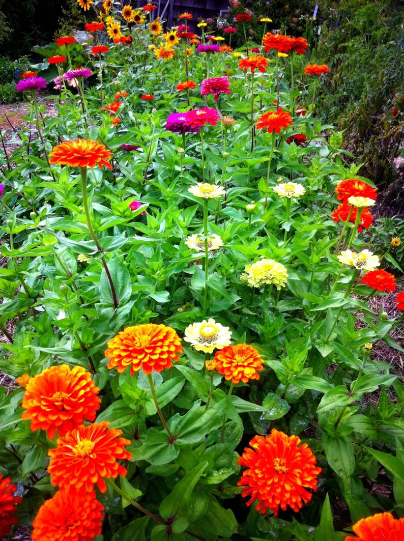 Benary's Giant Mix Zinnia Seeds, 25 Seeds for Mixed Color Zinnias image 2