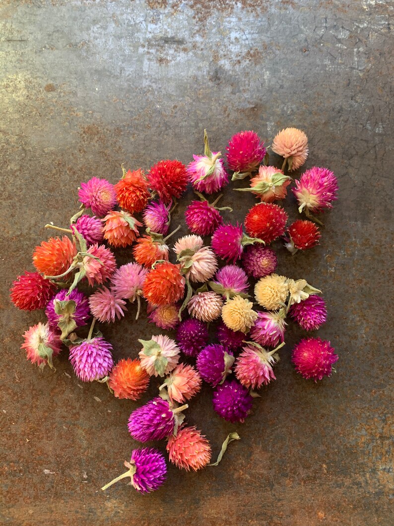 Dried Gomphrena Mixed Colors Gomphrena Balls Great For Craft Etsy