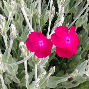 Rose Campion Seeds, Lychnis coronaria, Heirloom Seeds, Cottage Style Garden Favorite, Great Drought Tolerant Perennial Plant image 4