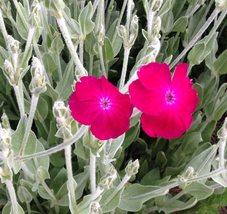 Rose Campion Seeds, Lychnis coronaria, Heirloom Seeds, Cottage Style Garden Favorite, Great Drought Tolerant Perennial Plant image 4