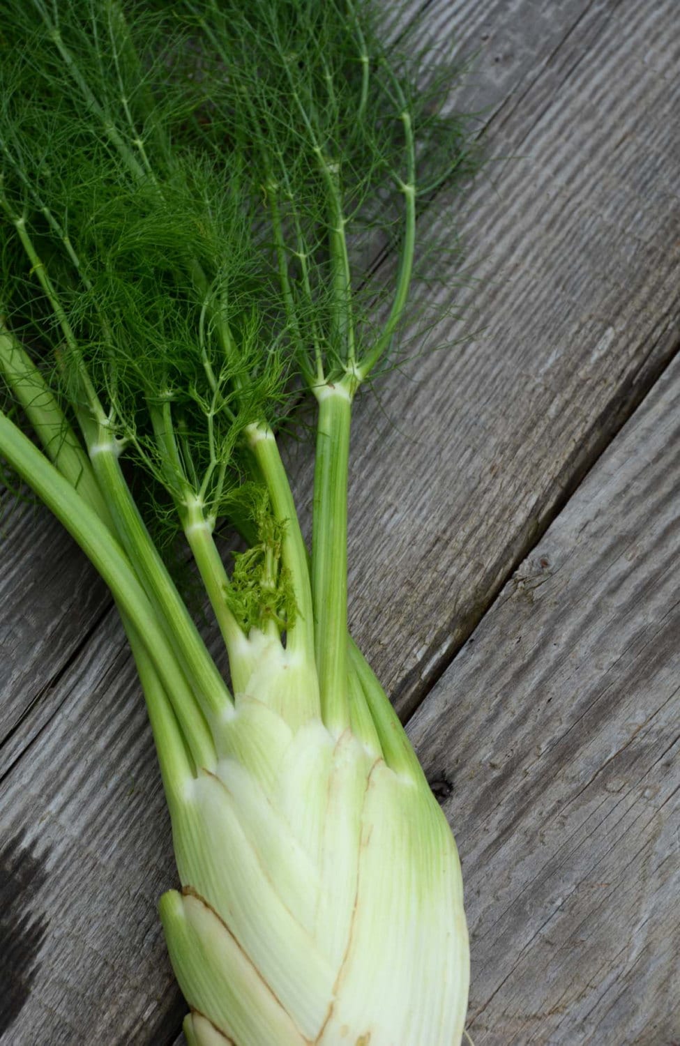 Florence Fennel Seed Green Fennel Bulbs Foeniculum Vulgare Etsy