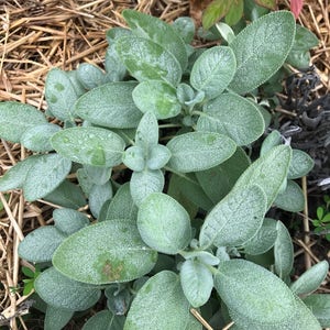K&ouml;nnte beinhalten: Nahaufnahme einer Salbeipflanze mit silbrig-gr&uuml;nen Bl&auml;ttern. Die Pflanze w&auml;chst in einem Bett aus Strohmulch.