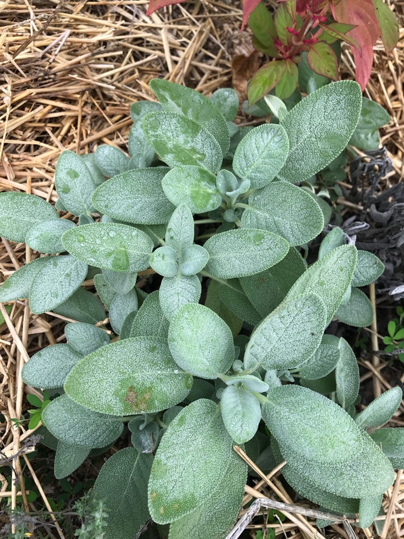 K&ouml;nnte beinhalten: Nahaufnahme einer Salbeipflanze mit silbrig-gr&uuml;nen Bl&auml;ttern. Die Pflanze w&auml;chst in einem Bett aus Strohmulch.