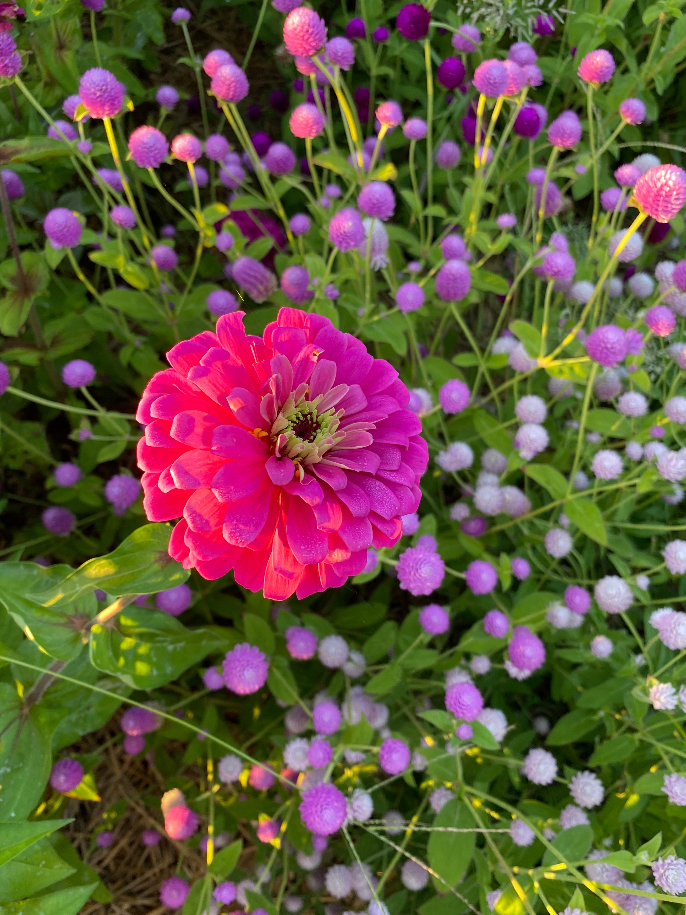Uproar Rose Zinnia Seeds, 15 Seeds Large Pink Zinnia, Excellent
