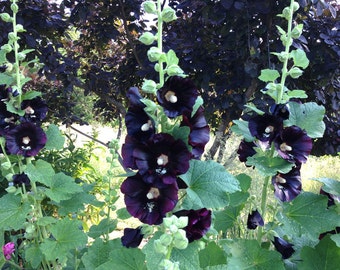 Black Hollyhock Seeds, Alcea rosea nigra, 25 Seeds for Cottage Garden Favorite Hollyhock