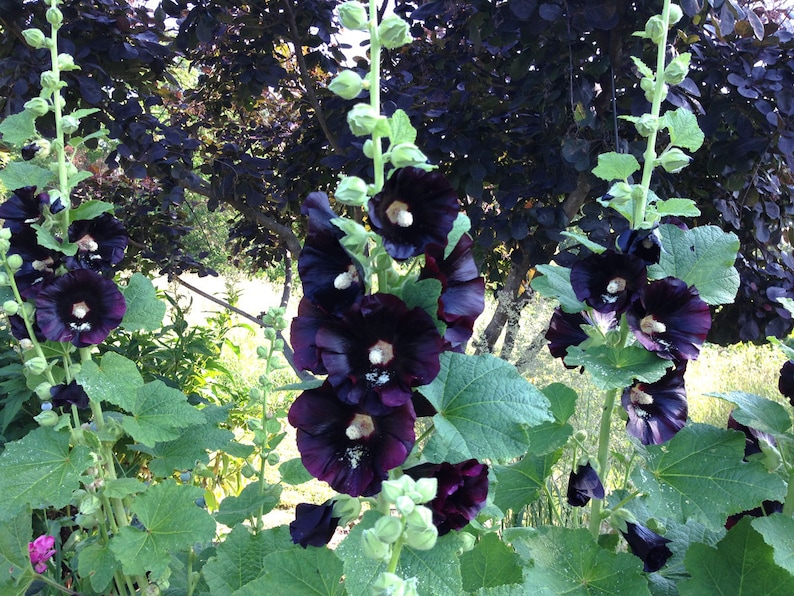 Black Hollyhock Seeds, Alcea rosea nigra, 25 Seeds for Cottage Garden Favorite Hollyhock image 1