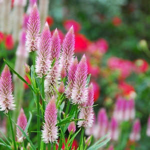 Flamingo Feather Celosia, 50 Seeds Pink Celosia, Wheat Celosia- Great for Cut Flower Gardens
