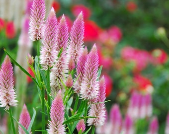 Flamingo Feather Celosia, 50 Seeds Pink Celosia, Wheat Celosia- Great for Cut Flower Gardens