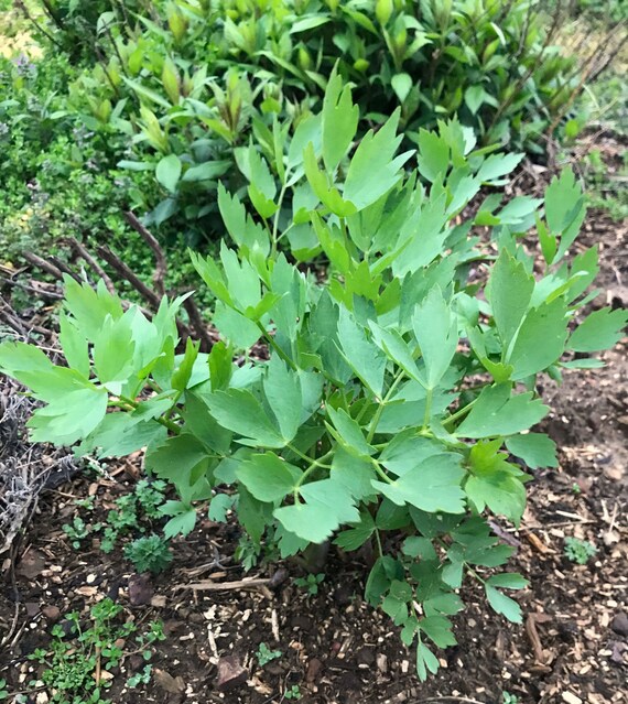 Lovage 500 Heirloom Seed Free Shipping Herb Seeds Bulbs Yard Garden Outdoor Living