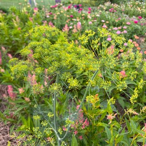 dill is an easy to grow summer flowering herb