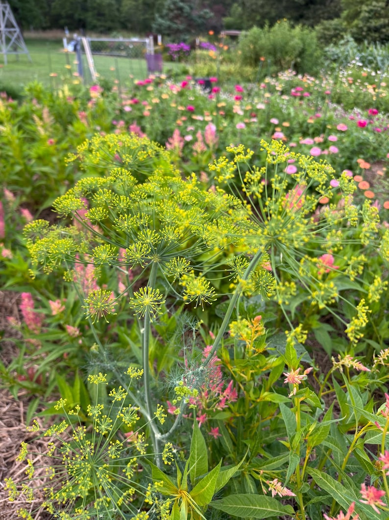 dill is an easy to grow summer flowering herb