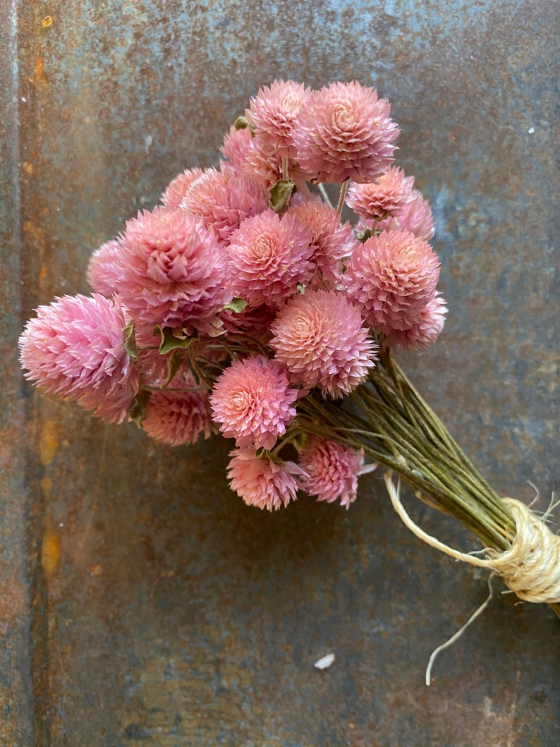 MountainlilyFarm Gomphrena Seeds