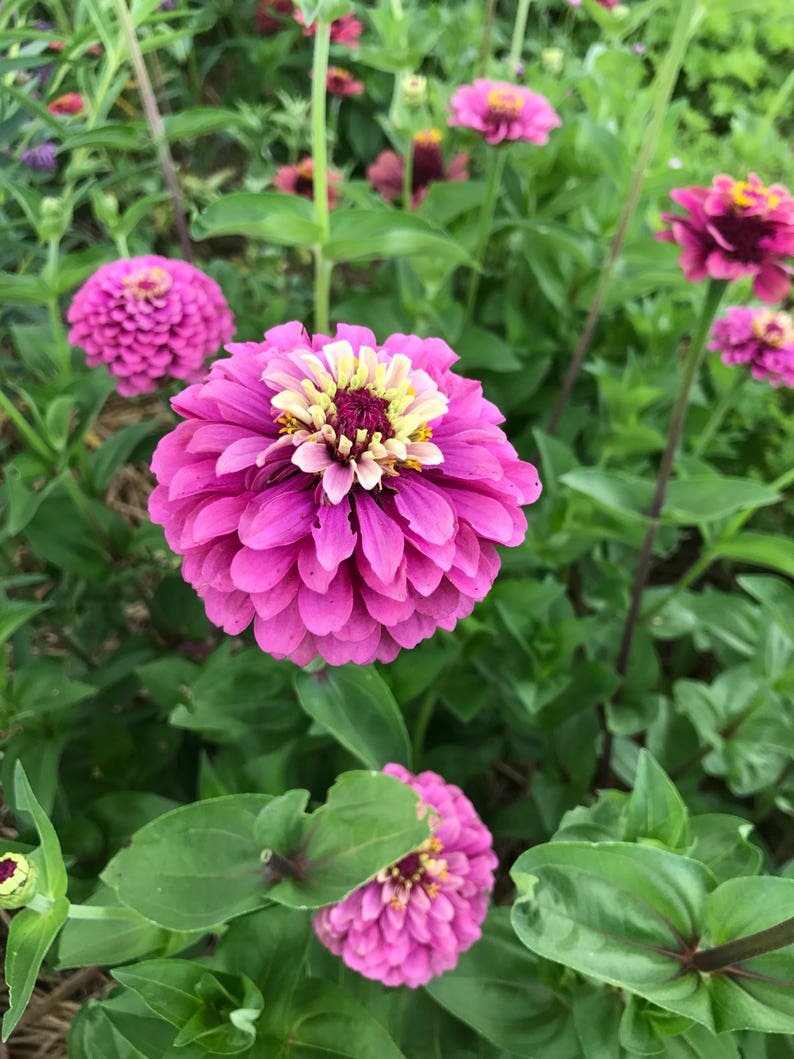 Premium Zinnia Flower Mix Cut Flower Garden Zinnias Heirloom Etsy
