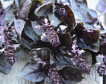 Dark Opal Purple Basil Seeds - Ocimum Basilicum - 35 Seeds