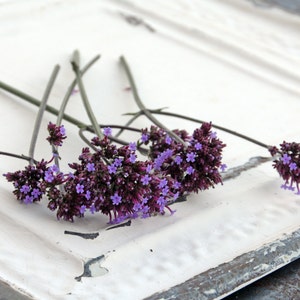 Verbena bonariensis Seeds, Great for Butterfly Gardens